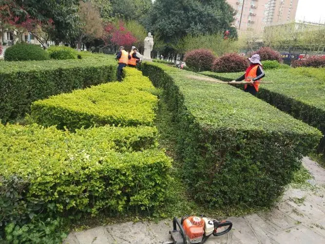 张家港城市绿化带种植什么植物好