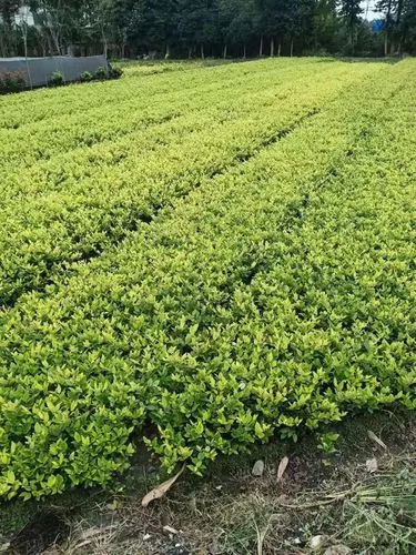 四川绿化工程验收表